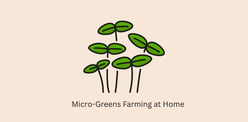 Best Business Ideas in India -Micro-Greens Farming at Home